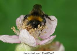 Attēlu rezultāti vaicājumam “Psithyrus sylvestris”