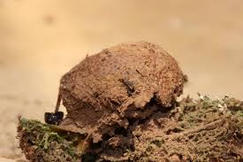 Attēlu rezultāti vaicājumam “Tubifera applanata spores”