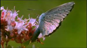 Attēlu rezultāti vaicājumam “Maculinea alcon eggs”