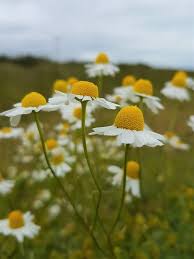 Attēlu rezultāti vaicājumam “Matricaria discoidea flower”