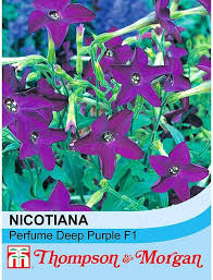 Image result for Nicotiana x sanderae `Perfume`F1