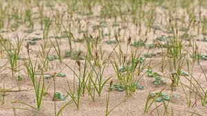 Attēlu rezultāti vaicājumam “Carex arenaria”