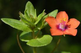 Attēlu rezultāti vaicājumam “Anagallis arvensis flower”
