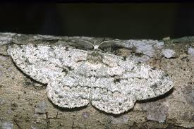 Attēlu rezultāti vaicājumam “Hypomecis roboraria”