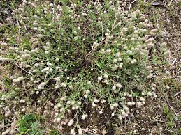 Attēlu rezultāti vaicājumam “Trifolium arvense fruit”