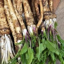 Attēlu rezultāti vaicājumam “Armoracia rusticana bud”