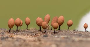 Attēlu rezultāti vaicājumam “Comatricha pulchella”