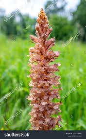 Attēlu rezultāti vaicājumam “Orobanche elatior flower”