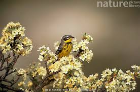 Image result for Dendroica magnolia