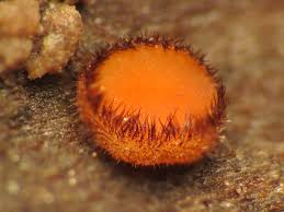 Attēlu rezultāti vaicājumam “Scutellinia scutellata”