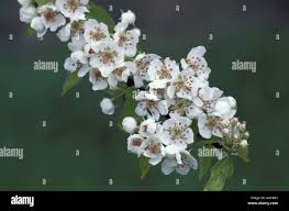 Attēlu rezultāti vaicājumam “Pyrus communis flower”