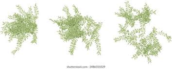 Attēlu rezultāti vaicājumam “Potamogeton lucens leaf”