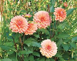 Image result for Dahlia hybrid.