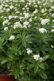 Image result for Galium odoratum