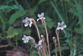 Attēlu rezultāti vaicājumam “Plantago uniflora flower”