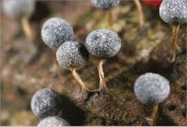 Attēlu rezultāti vaicājumam “Craterium aureonucleatum spores”