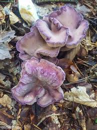 Attēlu rezultāti vaicājumam “Gomphus clavatus”