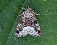 Attēlu rezultāti vaicājumam “Protodeltote pygarga”