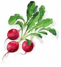 Image result for Radieschen