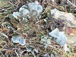 Attēlu rezultāti vaicājumam “Peltigera canina”