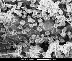 Attēlu rezultāti vaicājumam “Didymium melanospermum”