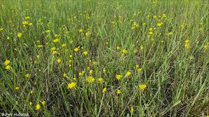 Attēlu rezultāti vaicājumam “Crepis tectorum”