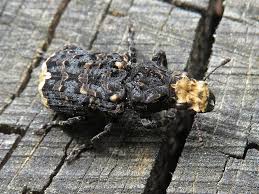 Attēlu rezultāti vaicājumam “Anthribidae”