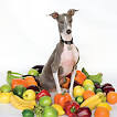 Excellent Italian Greyhound - Wikipedia, the free encyclopedia
