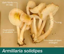Attēlu rezultāti vaicājumam “Armillaria sp.”