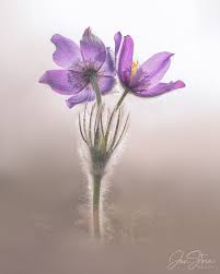 Attēlu rezultāti vaicājumam “Pulsatilla patens”