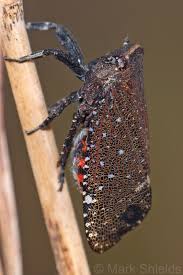 Attēlu rezultāti vaicājumam “Fuligo licentii macro”