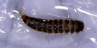 Attēlu rezultāti vaicājumam “Attagenus smirnovi”