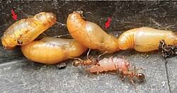 Attēlu rezultāti vaicājumam “Maculinea alcon eggs”