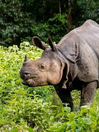 Image result for Rhyl Rhinos