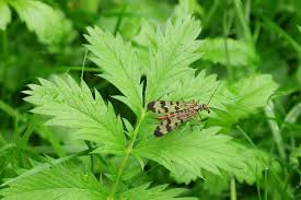 Attēlu rezultāti vaicājumam “Panorpa communis imago”