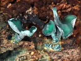 Attēlu rezultāti vaicājumam “Chlorociboria aeruginascens”