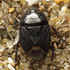 Attēlu rezultāti vaicājumam “Cydnidae”