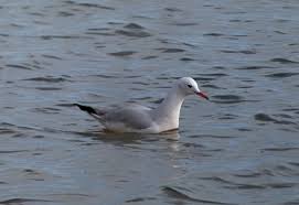 Image result for Chroicocephalus genei