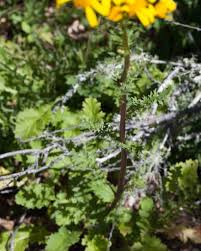 Attēlu rezultāti vaicājumam “Senecio vernalis leaf”