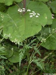 Attēlu rezultāti vaicājumam “Torilis japonica leaf”