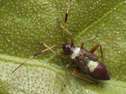 Attēlu rezultāti vaicājumam “Closterotomus biclavatus nymph”