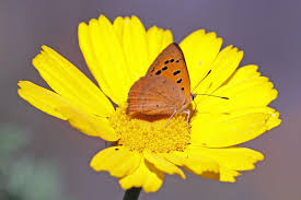 Attēlu rezultāti vaicājumam “Lycaena phlaeas underside”