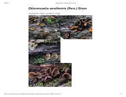 Attēlu rezultāti vaicājumam “Chlorencoelia versiformis”