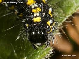 Attēlu rezultāti vaicājumam “Callimorpha dominula larva”