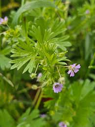Attēlu rezultāti vaicājumam “Pulsatilla pratensis leaf”