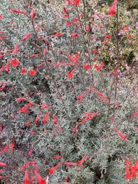 Image result for Leaves Green Bowmen