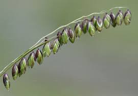 Attēlu rezultāti vaicājumam “Melica nutans flower”