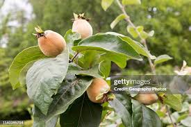 Attēlu rezultāti vaicājumam “Cydonia oblonga fruit”