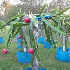 Attēlu rezultāti vaicājumam “Carex dioica fruit”