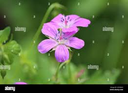 Attēlu rezultāti vaicājumam “Geranium palustre flower”